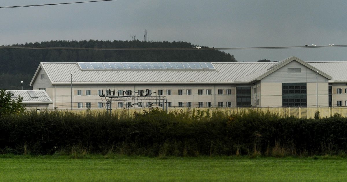 Claw and order as prison releases 'feral' cats on its wings to tackle rat crisis - Daily Star