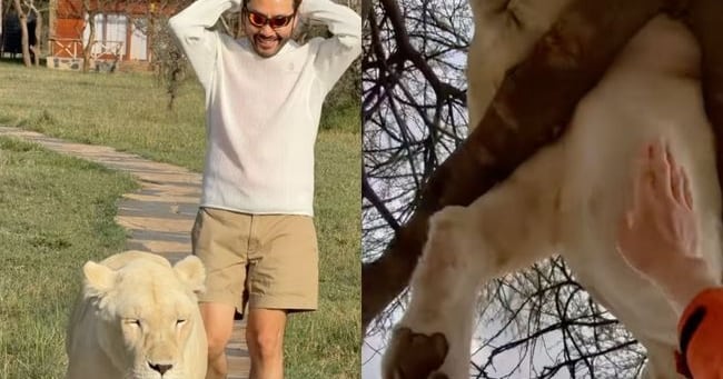 Ro Hong-chul's Lion Photos Spark Drugged Animal Row