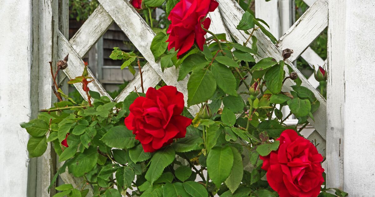 Roses will 'grow vigorously' and 'flower well' if you prune them now