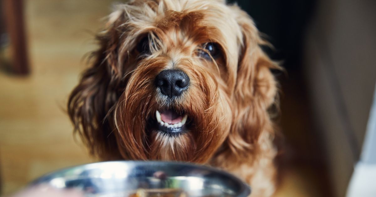 Urgent warning as Salmonella, Campylobacter and E.coli found in pet food - The Mirror