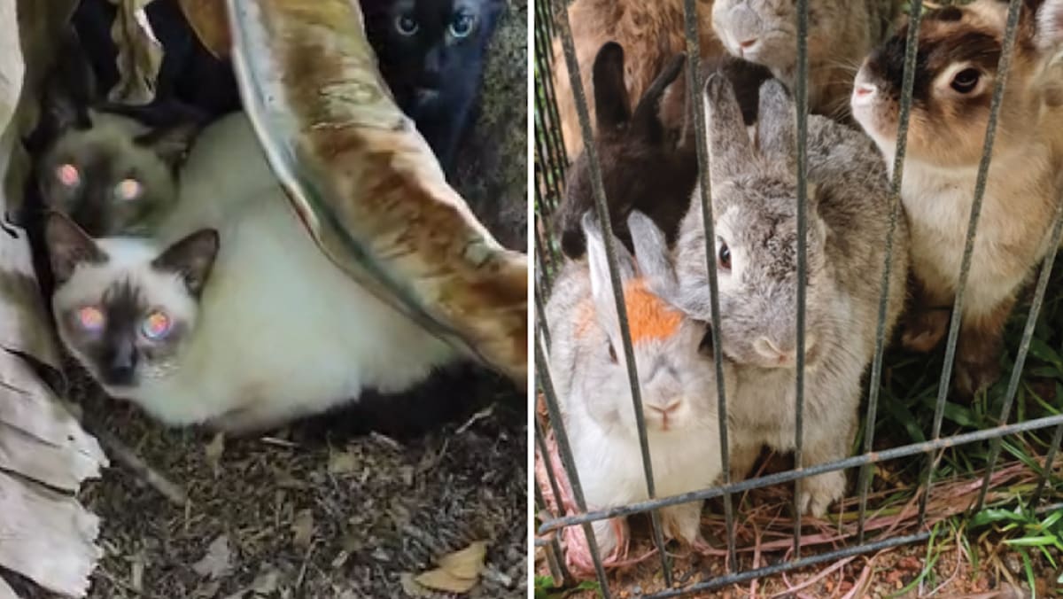 'Encouraging' dip in animal cruelty and welfare cases in Singapore, but numbers remain 'alarming': SPCA
