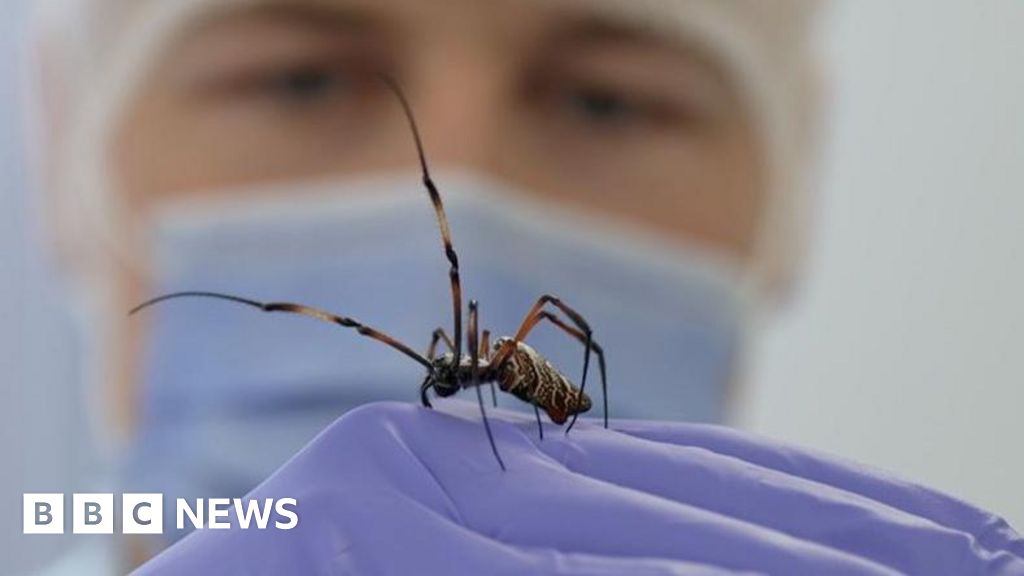 Could this spider's silk help repair nerve senses?