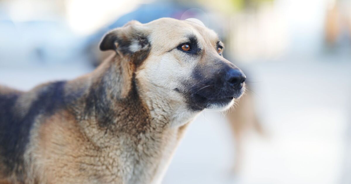 'Stray puppy wandered into my home with no collar then I hit the jackpot'