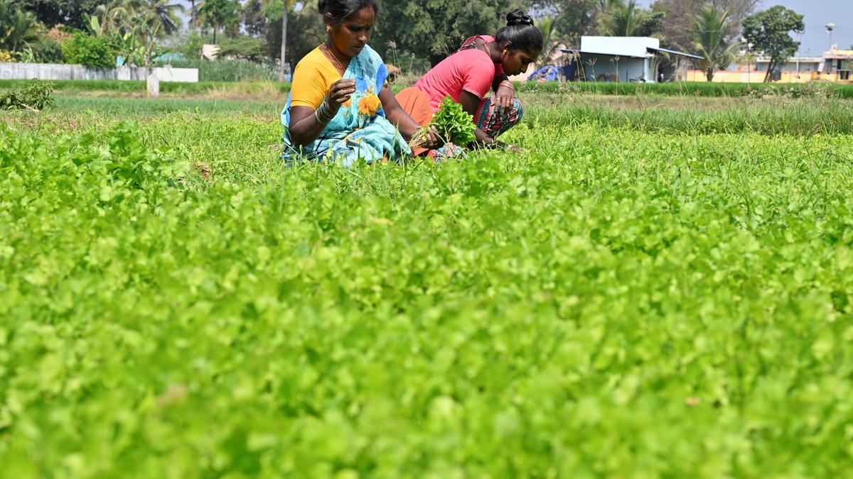 Economic Survey | Several key areas of T.N.'s agri sector require immediate attention: Planning Commission