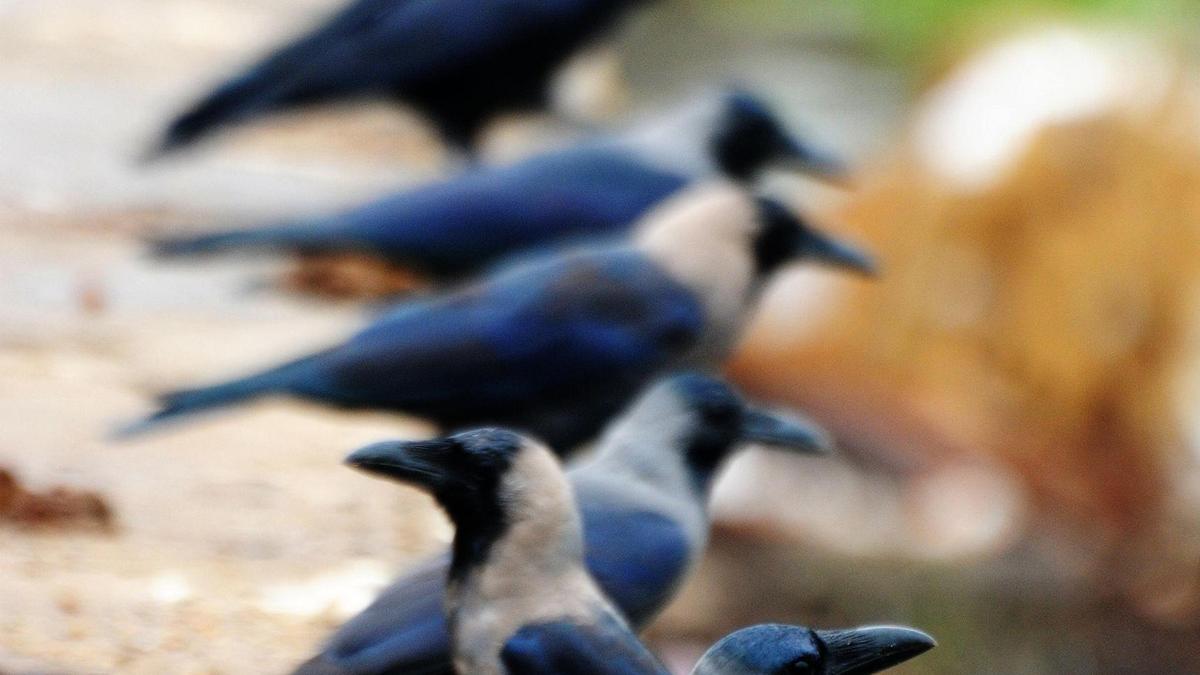 T.N.'s DPH, Animal Husbandry dept. issue advisories after avian influenza detection in crow samples