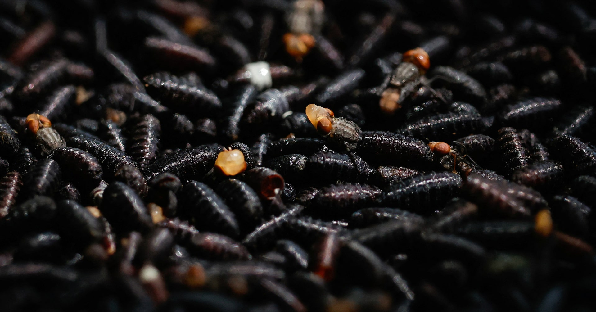 USDA to release flies near US-Mexico border to fight screwworm pest