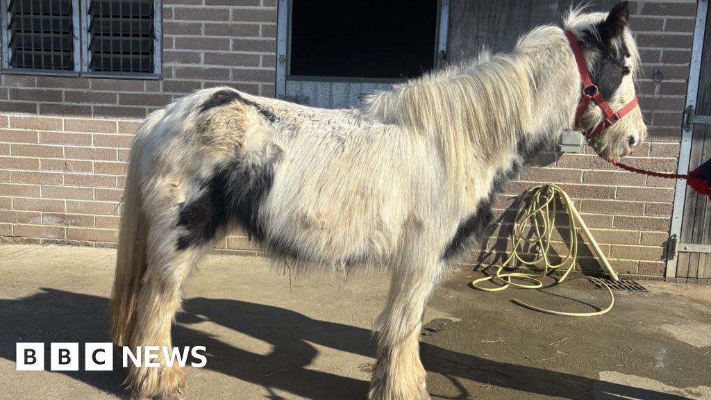 Valentine the pony 'unrecognisable' a year after rescue