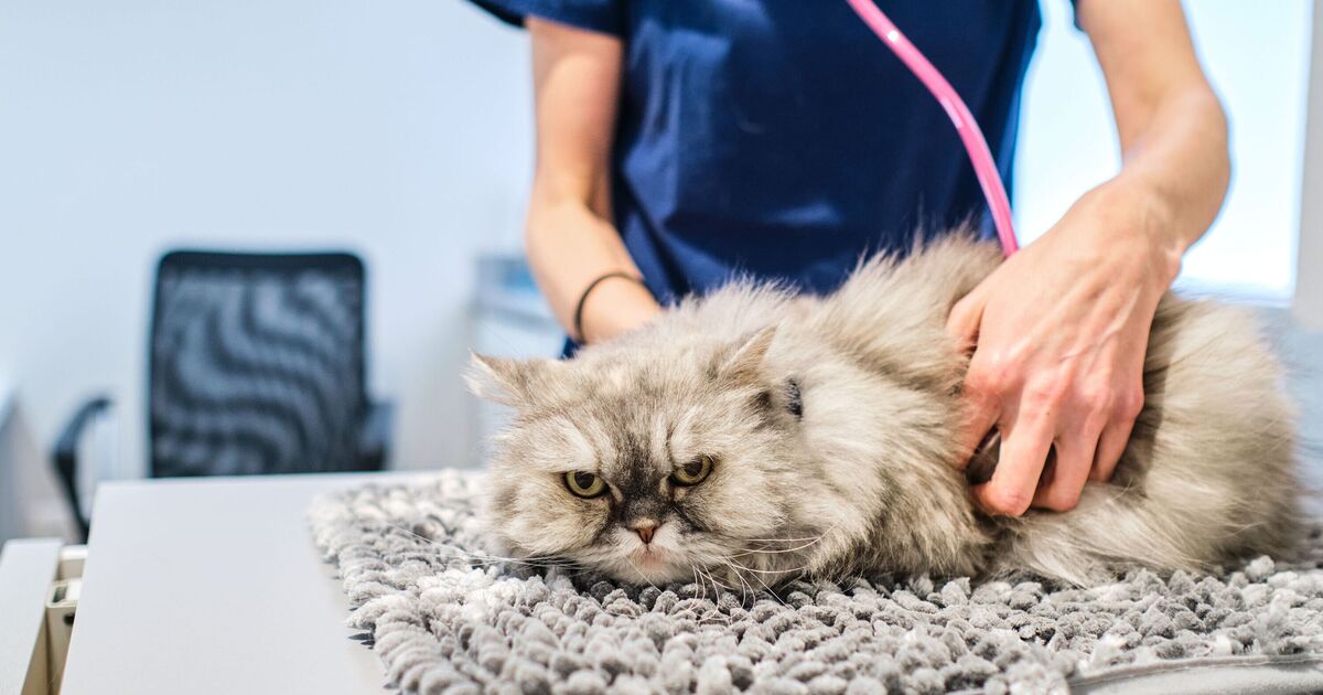 'I'm a vet and there are five cat breeds that I would never own'