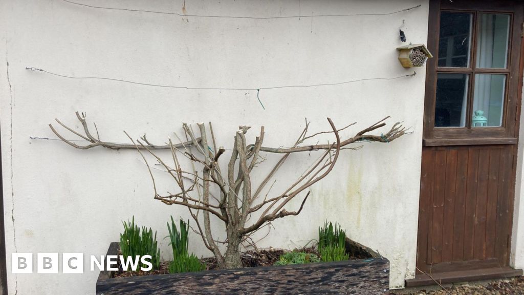 Wisteria felled over fear it helped spread rodents in Wiltshire