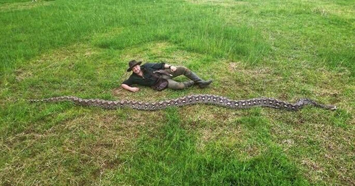 World's biggest wild snake nicknamed 'The Baroness' is as big as a football goal