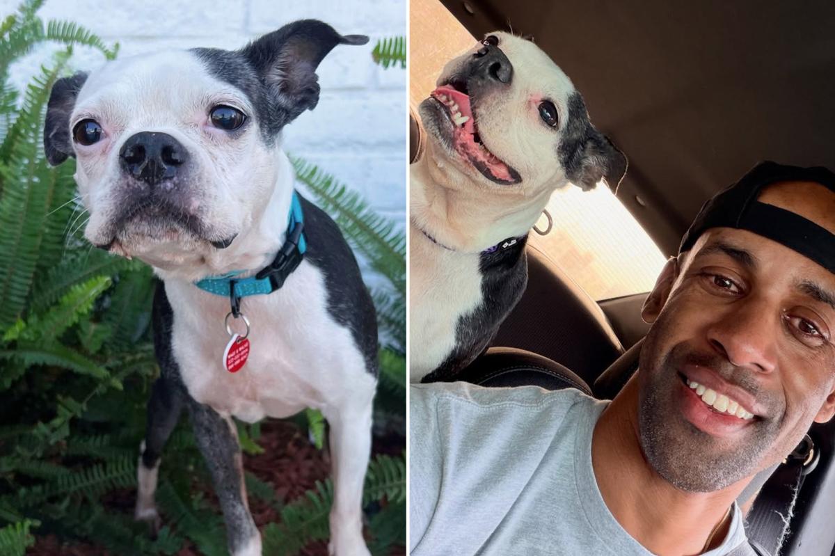 Heartwarming moment dog is reunited with crying owner three years after he was stolen